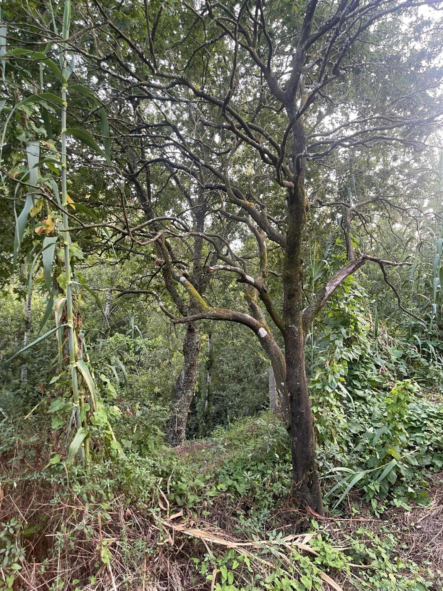 Nascente, Place In Nature Next To A Waterfall Loureiro  Exterior photo