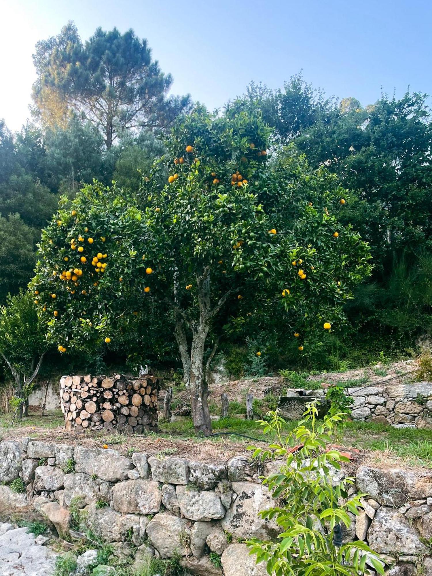 Nascente, Place In Nature Next To A Waterfall Loureiro  Exterior photo